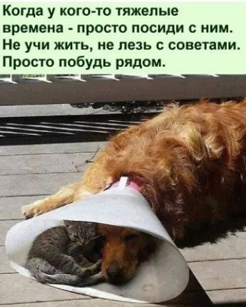 Когда у кого-то тяжелые времена - просто посиди с ним. Не учи жить, не лезь с советами. Просто побудь рядом.