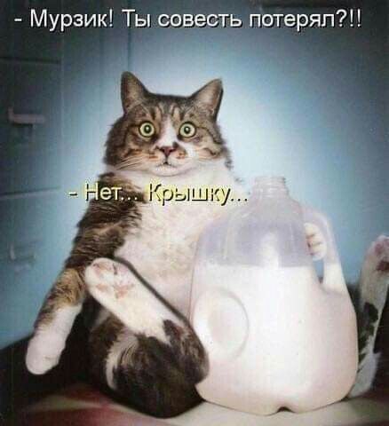 - Мурзик! Ты совесть потерял?!!
- Нет... Крышку...