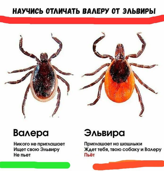НАУЧИСЬ ОТЛИЧАТЬ ВАЛЕРУ ОТ ЭЛЬВИРЫ

Валера
Никого не прижимает
Ищет свою Эльвиру
Не пьёт

Эльвира
Прижимает на шашлычки
Ждёт тебя, твою собаку и Валеру
Пьёт