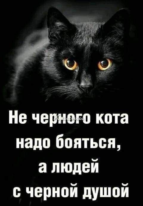 Не черного кота надо бояться, а людей с черной душой