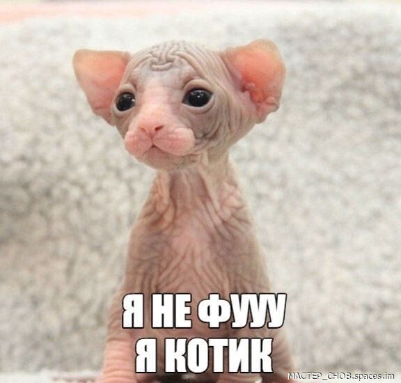 Я не фуу, я котик