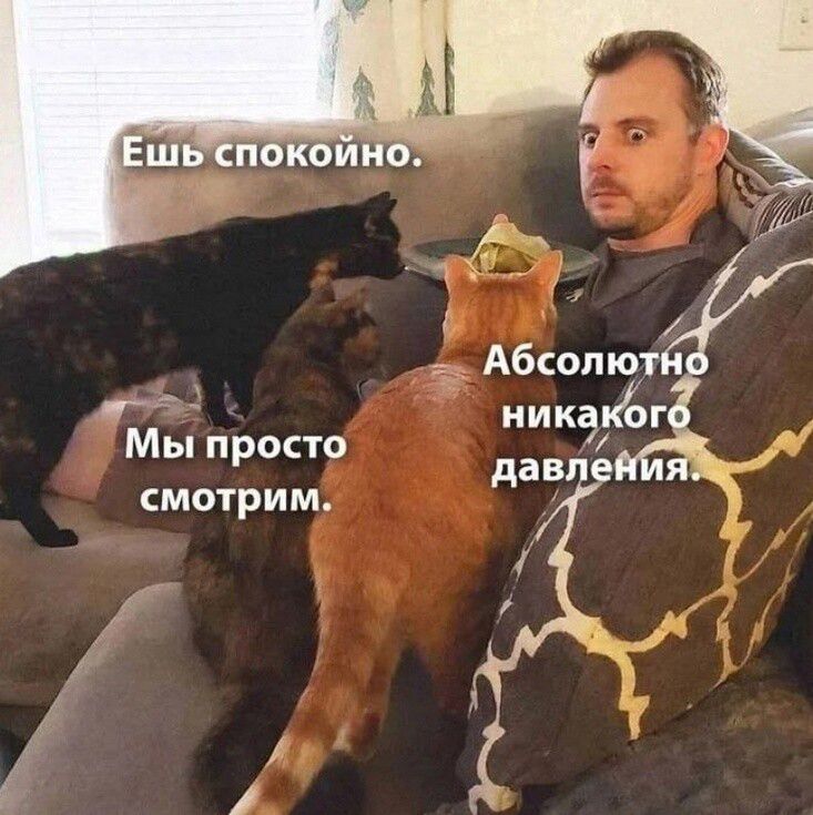 Ешь спокойно.
Мы просто смотрим.
Абсолютно никакого давления.