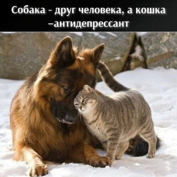 Собака - друг человека, а кошка - антидепрессант
