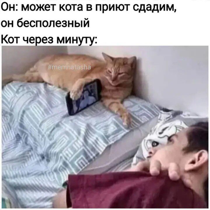 Он: может кота в приют сдадим, он бесполезный
Кот через минуту: