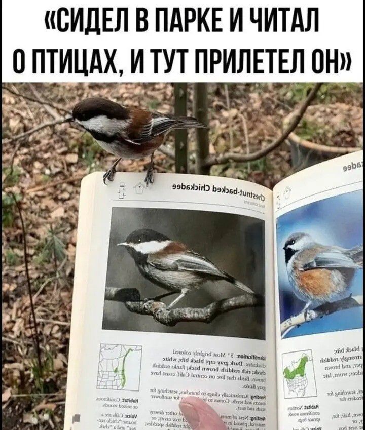 СИДЕЛ В ПАРКЕ И ЧИТАЛ О ПТИЦАХ, И ТУТ ПРИЛЕТЕЛ ОН