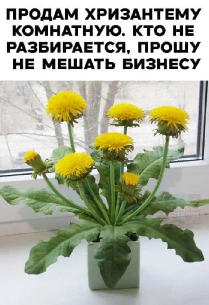 ПРОДАМ ХРИЗАНТЕМУ КОМНАТНЮЮ. КТО НЕ РАЗБИРАЕТСЯ, ПРОШУ НЕ МЕШАТЬ БИЗНЕСУ