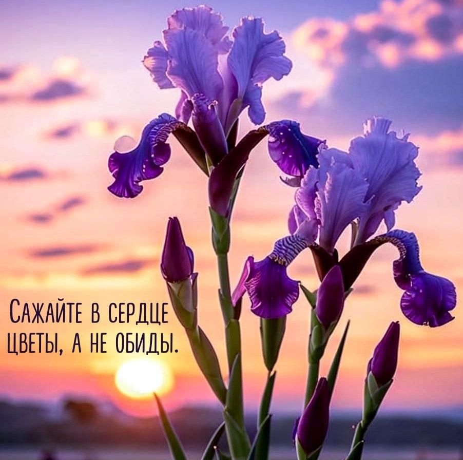 Сажайте в сердце цветы, а не обиды.