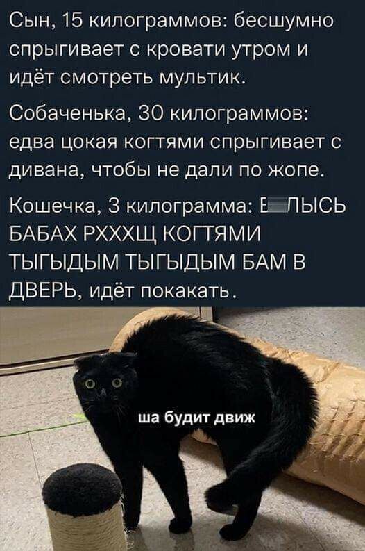 Сын, 15 килограммов: бесшумно спрыгивает с кровати утром и идёт смотреть мультик.
Собаченка, 30 килограммов: едва чокая когтями спрыгивает с дивана, чтобы не дали по жопе.
Кошечка, 3 килограмма: ЕЛЫСЬ БАБАХ РХХХЩ КОГТЯМИ ТЫГЫДЫМ ТЫГЫДЫМ БАМ В ДВЕРЬ, идёт покакать.