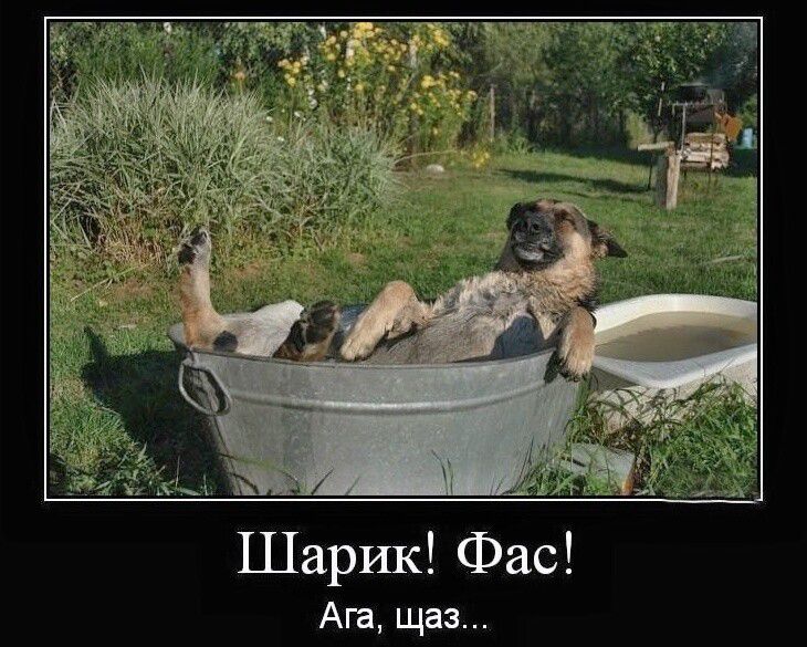 Шарик! Фас! Ага, щаз...