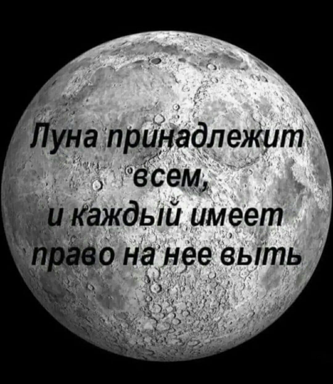 Луна принадлежит всем,
и каждый имеет право на нее выть
