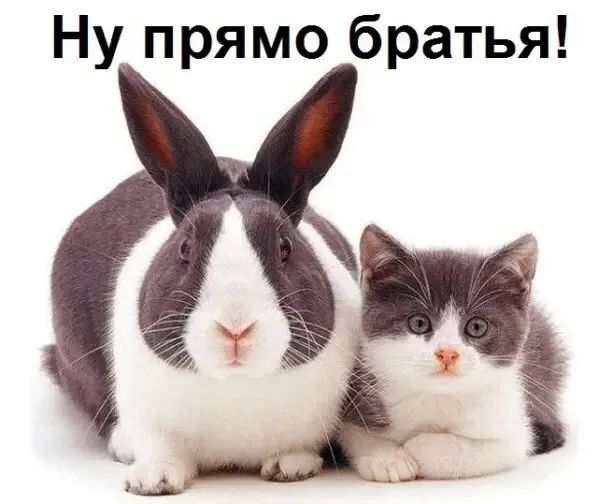 Ну прямо братья!