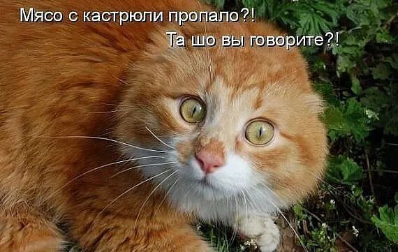Мясо с кастрюли пропало?! Та шо вы говорите?!