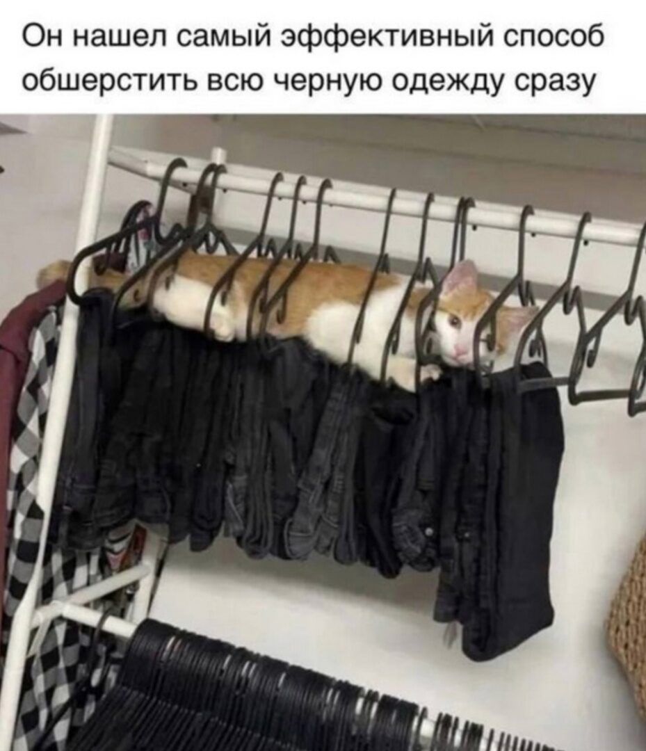 Он нашел самый эффективный способ обшерстить всю черную одежду сразу