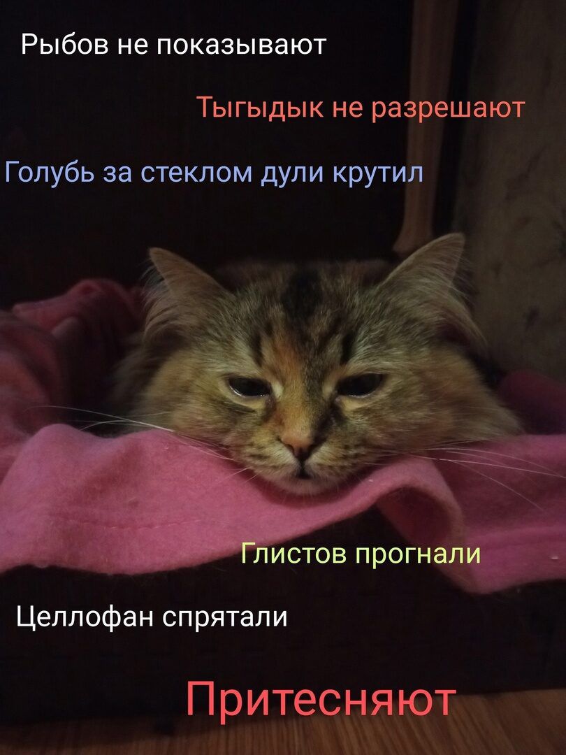 Рыбов не показывают
Тыгидык не разрешают
Голубь за стеклом дул и кручил
Глистов прогнали
Целлофан спрятали
Притесняют