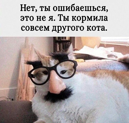 Нет, ты ошибаешься, это не я. Ты кормила совсем другого кота.