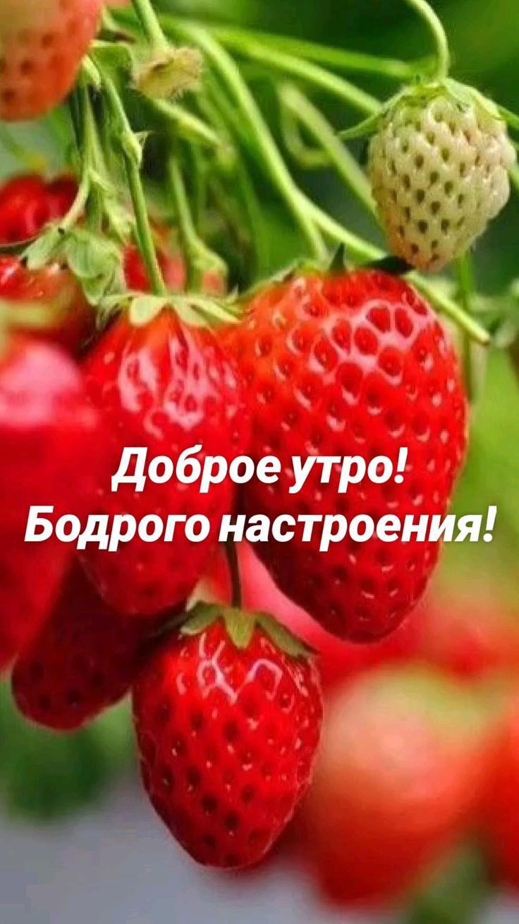 Доброе утро! Бодрого настроения!