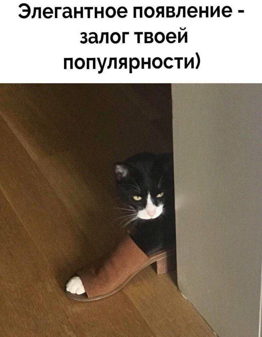 Элегантное появление - залог твоей популярности)