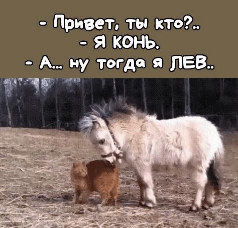 - Привет, ты кто?..
- Я КОНЬ.
- А... ну тогда я ЛЕВ..