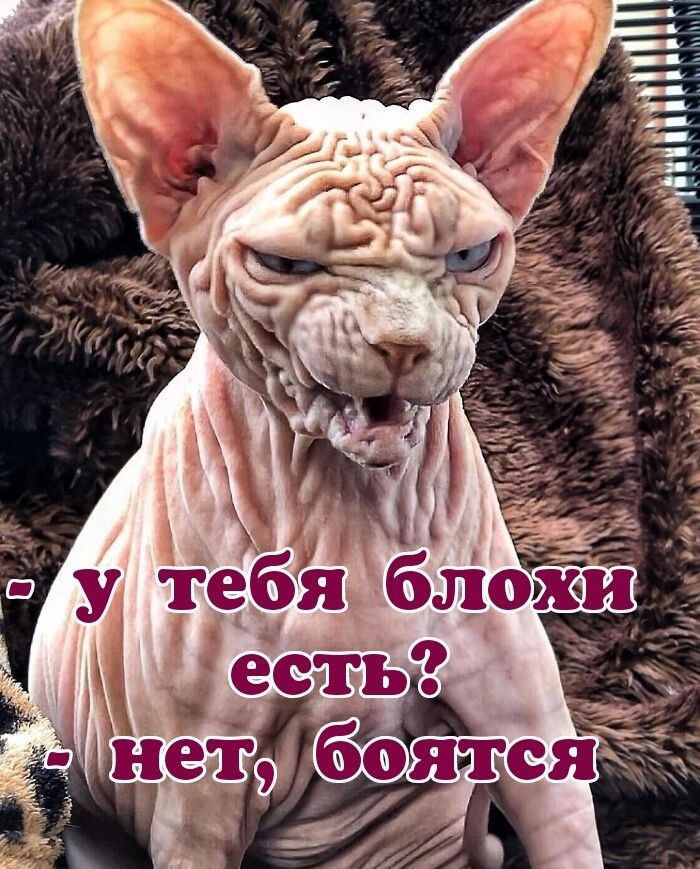 - у тебя блохи есть?
- нет, боятся