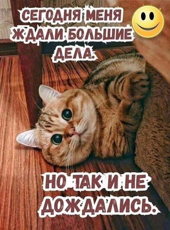 СЕГОДНЯ МЕНЯ ЖДАЛИ БОЛЬШИЕ ДЕЛА. НО ТАК И НЕ ДОЖДАЛИСЬ.
