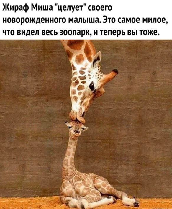 Жираф Миша 