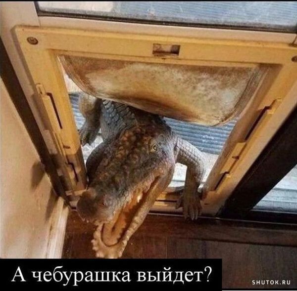 А чебурашка выйдет?
