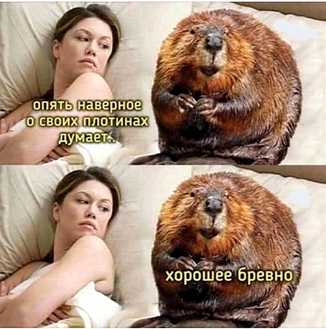 опять наверное о своих плотинах думает.
хорошее бревно.