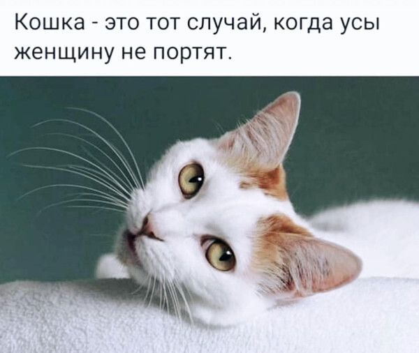 Кошка - это тот случай, когда усы женщину не портят.