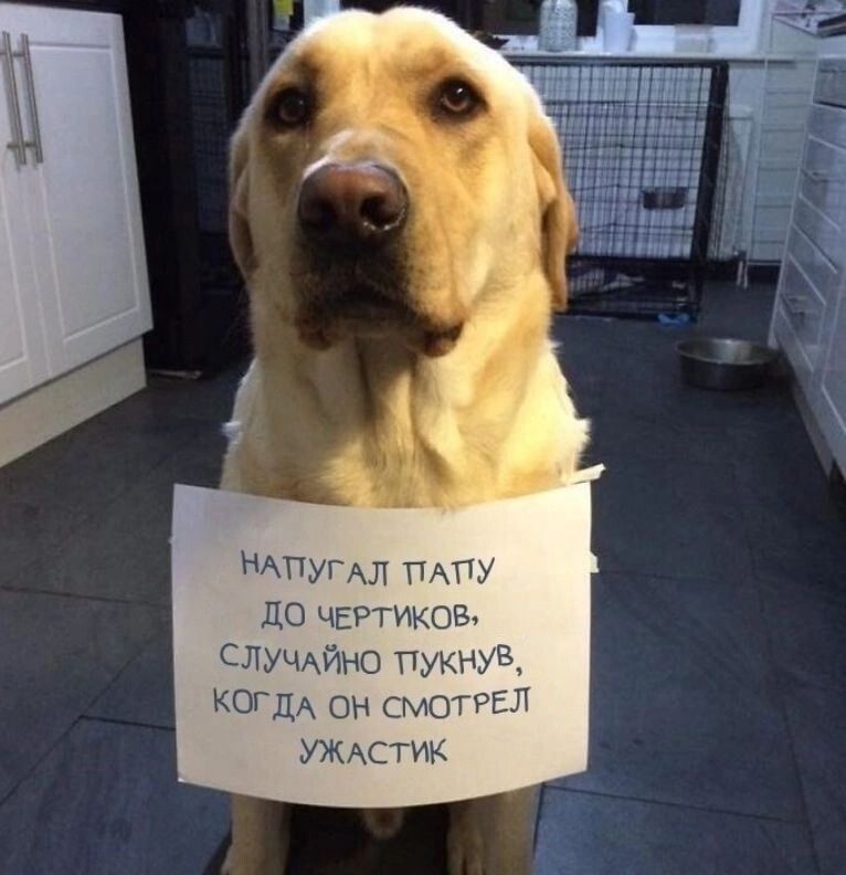 НАТУГАЛ ПАПУ ДО ЧЕРТИКОВ, СЛУЧАЙНО ПУКНУВ, КОГДА ОН СМЕТРЕЛ УЖАСТИК