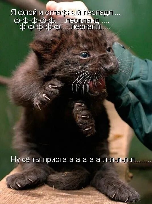 Я флоы и сттпасный леопадл ....
ф-ф-ф-ф-ф... леопланд..
ф-ф-ф-ф-ф... леопалЛ.....
Ну сё ты приста-а-а-а-а-л-л-л-л........