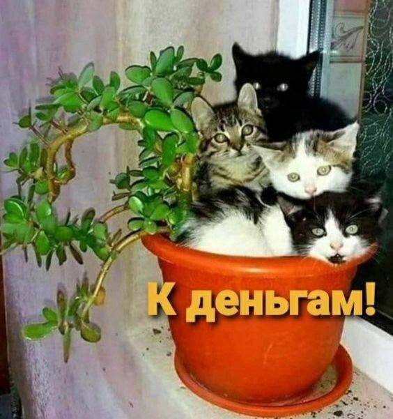 К деньгам!
