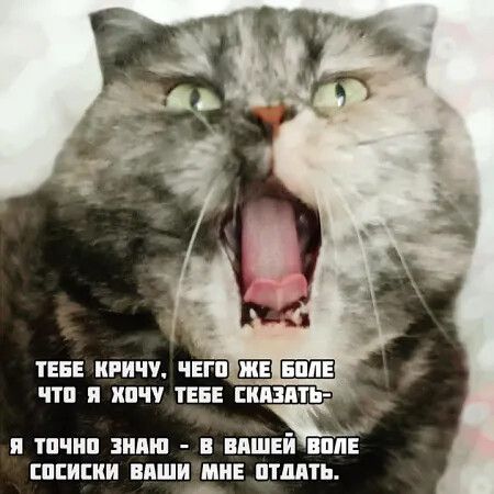 ТЕБЕ КРИЧУ, ЧЕГО ЖЕ БОЛЕ ЧТО Я ХОЧУ ТЕБЕ СКАЗАТЬ-
Я ТОЧНО ЗНАЮ - В ВАШЕЙ ВОЛЕ СОСИСКИ ВАШИ МНЕ ОТДАТЬ.