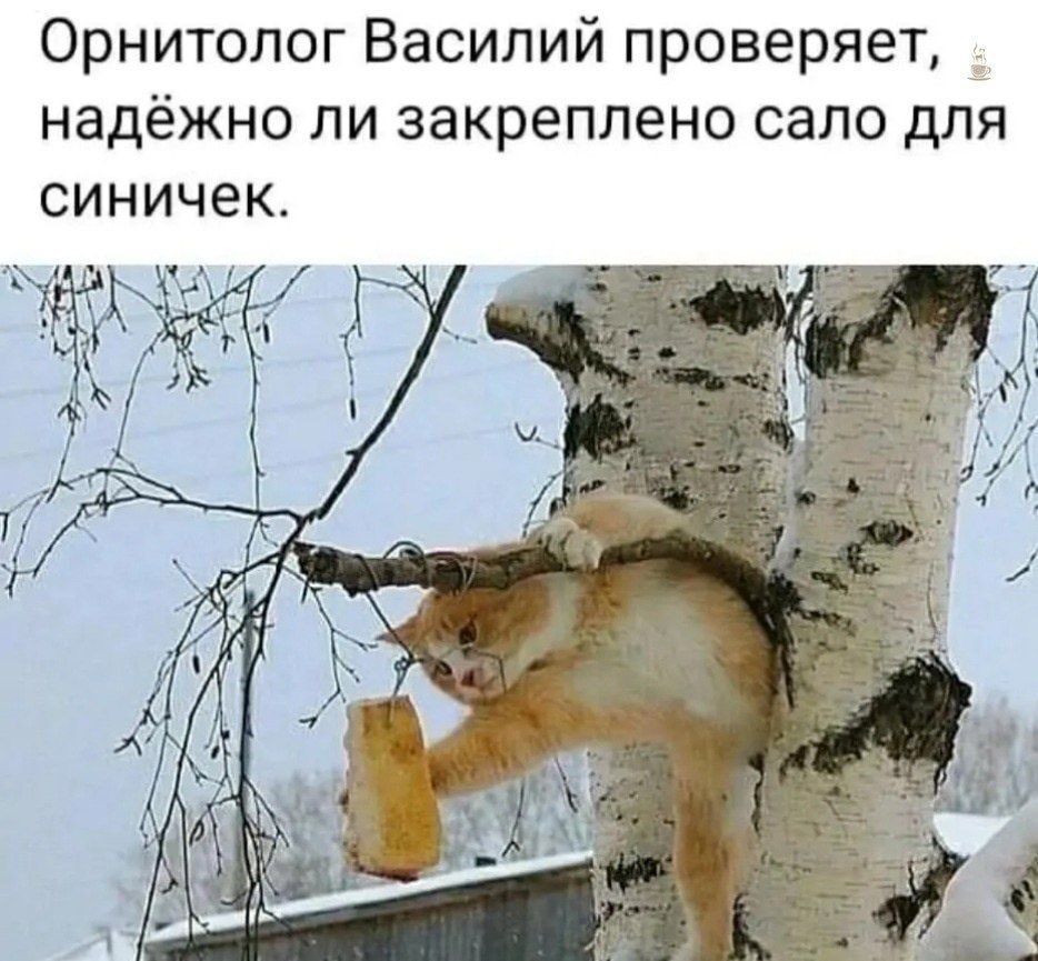 Орнитолог Василий проверяет, надёжно ли закреплено сало для синичек.