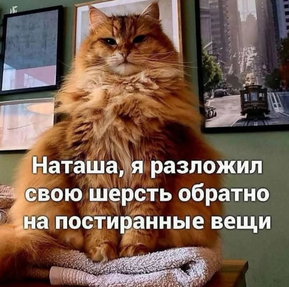 Наташа, я разложил свою шерсть обратно на постиранные вещи
