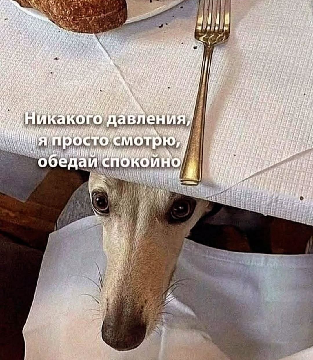 Никакого давления, я просто смотрю, обедай спокойно