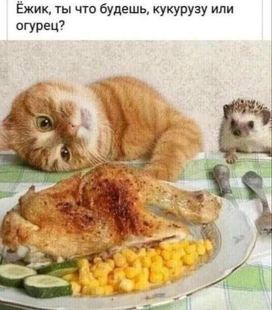 Ёжик, ты что будешь, кукурузу или огурец?