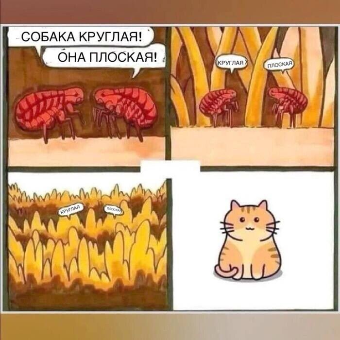 СОБАКА КРУГЛАЯ! ОНА ПЛОСКАЯ! КРУГЛАЯ ПЛОСКАЯ