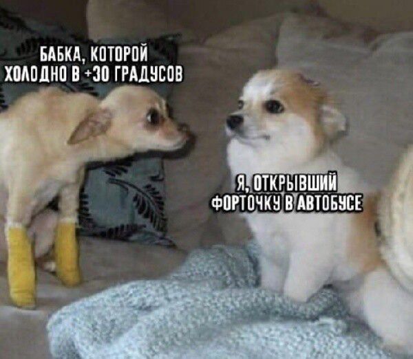 БАБКА, КОТОРОЙ ХОЛОДНО В +30 ГРАДУСОВ
Я, ОТКРЫВШИЙ ФОРТОЧКУ В АВТОБУСЕ