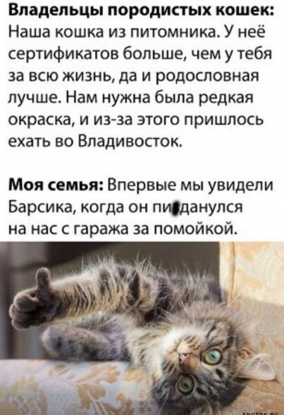 Владельцы породистых кошек: Наша кошка из питомника. У неё сертификатов больше, чем у тебя за всю жизнь, да и родословная лучше. Нам нужна была редкая окраска, и из-за этого пришлось ехать во Владивосток.

Моя семья: Впервые мы увидели Барсика, когда он пид... на нас с гаража за помойкой.