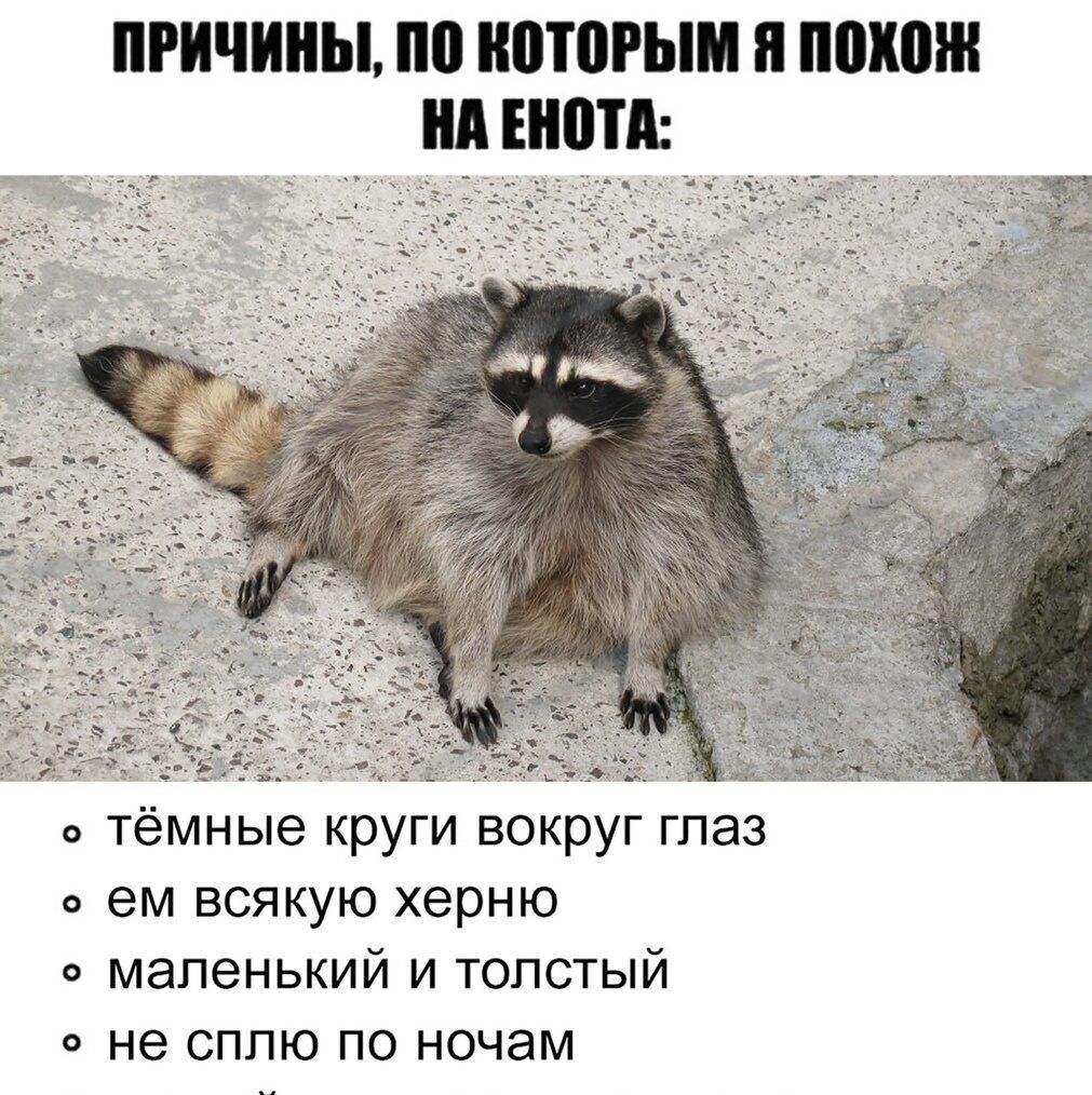 ПРИЧИНЫ, ПО КОТОРЫМ Я ПОХОЖ НА ЕНОТА:

• тёмные круги вокруг глаз
• ем всякую херню
• маленький и толстый
• не сплю по ночам