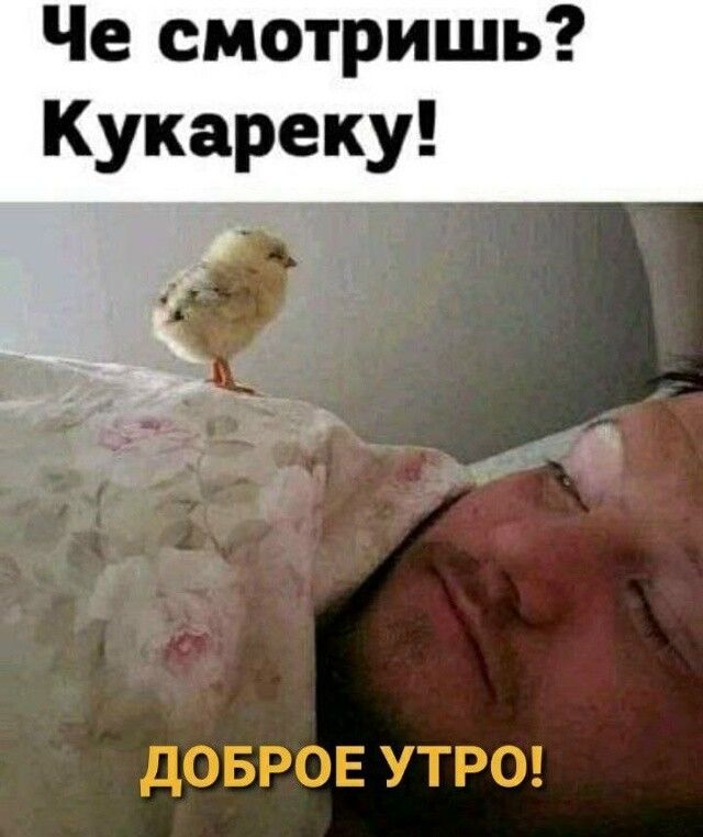 Че смотришь? Кукареку! Доброе утро!