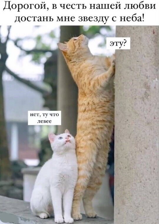 Дорогой, в честь нашей любви достань мне звезду с неба! эту? нет, тут что левее