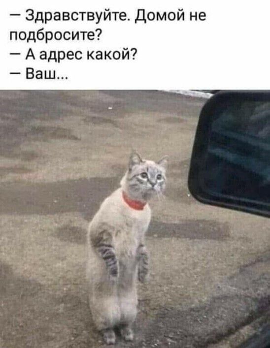 - Здравствуйте. Домой не подскажете? - А адрес какой? - Ваш...