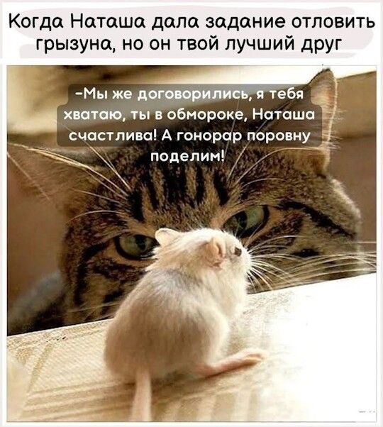 Когда Наташа дала задание отловить грызуна, но он твой лучший друг
-Мы же договорились, я тебя хватаю, ты в обмороке, Наташа счастлива! А грызун поровну поделим!