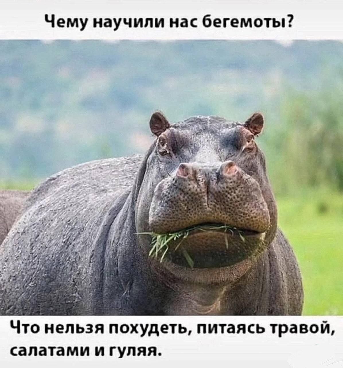 Чему научили нас бегемоты? Что нельзя похудеть, питаясь травой, салатами и гуляя.