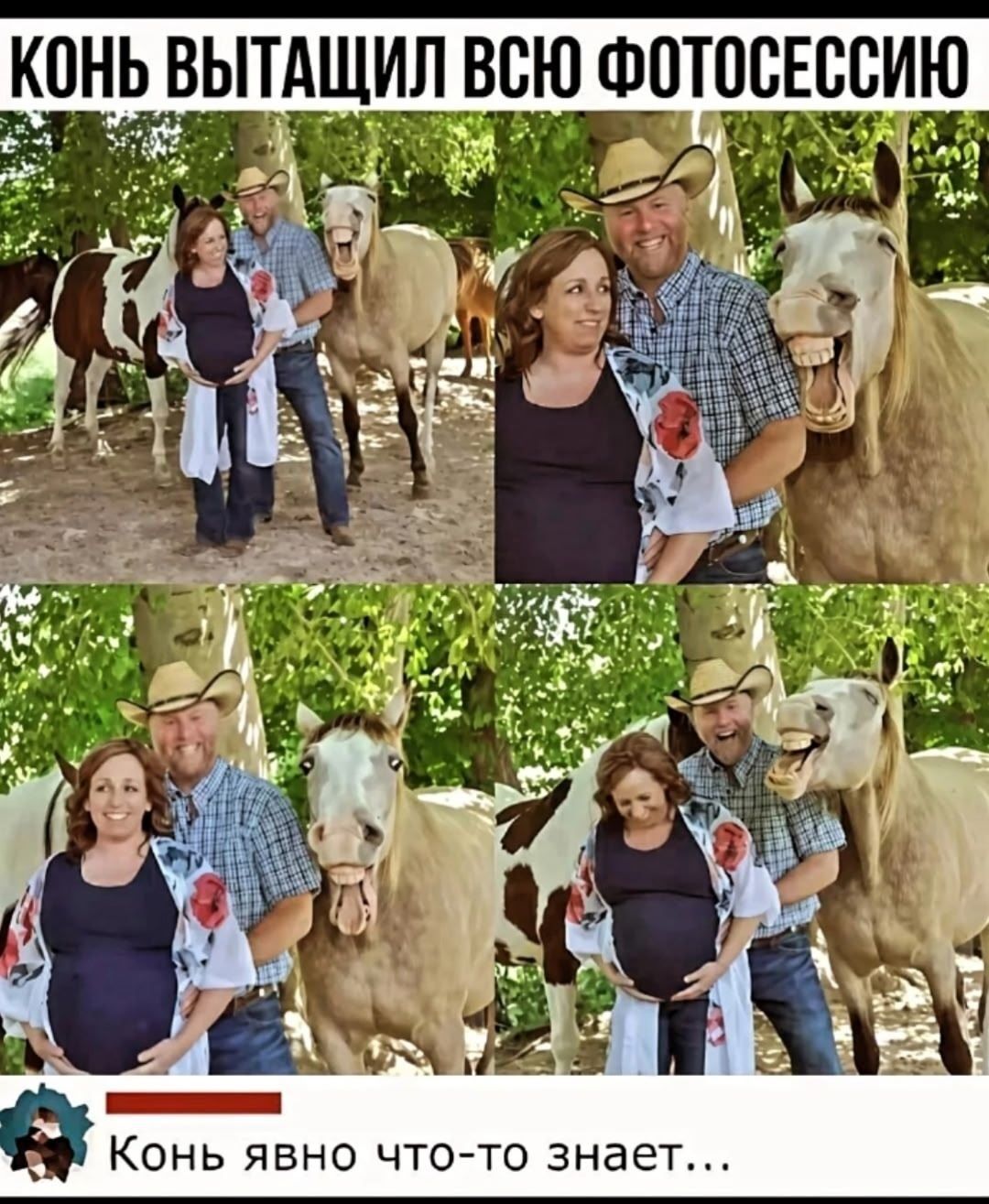 КОНЬ ВЫТАЩИЛ ВСЮ ФОТОСЕССИЮ
Конь явно что-то знает...