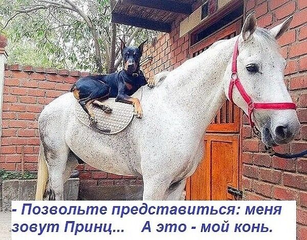 Позвольте представиться: меня зовут Принц... А это - мой конь.