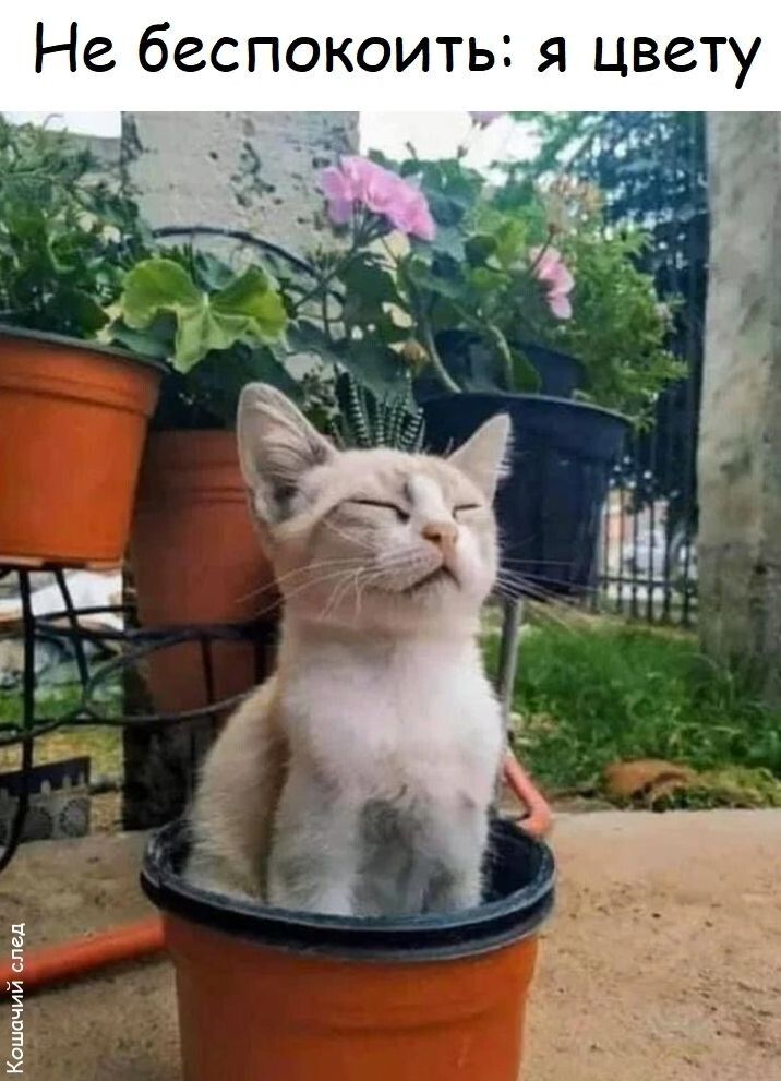 Не беспокоить: я цвету