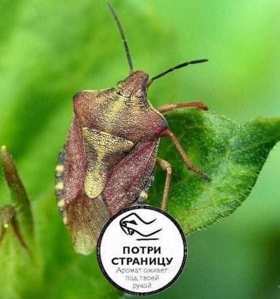 ПОТРИ СТРАНИЦУ АРОМАТ ОЖИВЕТ ПОД ТВОЕЙ РУКОЙ!