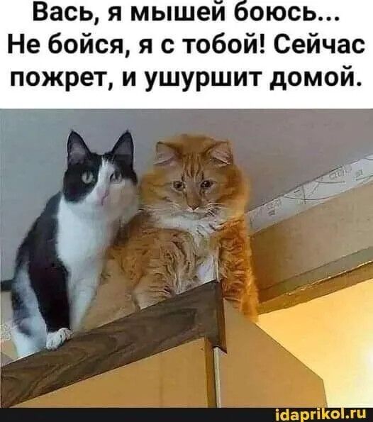 Вась, я мышей боюсь... Не бойся, я с тобой! Сейчас пожрет, и ушуршит домой.